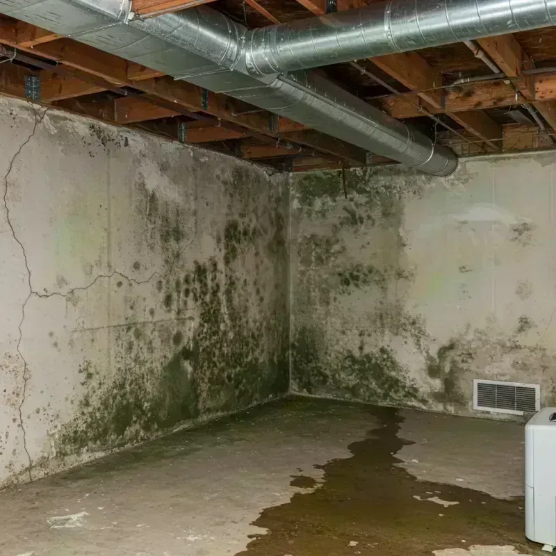 Professional Mold Removal in Brier, WA